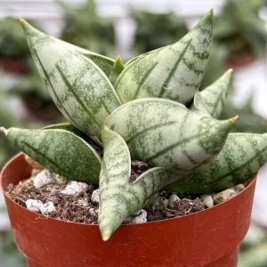 Sansevieria Bonji Live Plant – Rare Snake Plant in 2.5 inch Pot – Indoor - Image 1
