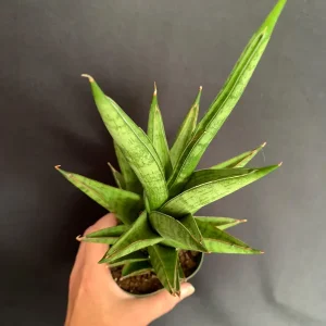Sansevieria Ehrenbergii 'Tower' Snake Plant – Live Succulent – 4 inch Pot – Indoor - Image 6