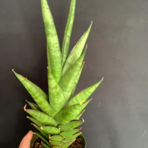 Sansevieria Ehrenbergii 'Tower' Snake Plant – Live Succulent – 4 inch Pot – Indoor - Image 7