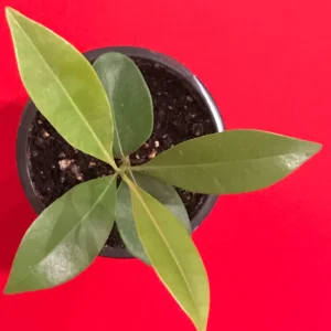 Sapodilla 'Excalibur' Tropical Fruit Tree Live Plant, 6-8