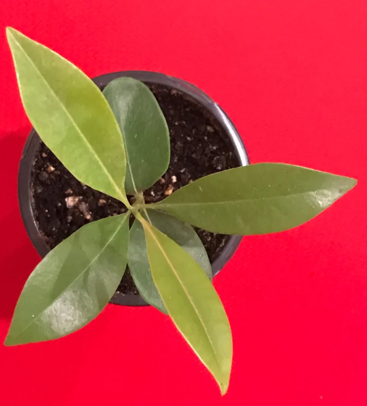 Sapodilla 'Excalibur' Tropical Fruit Tree Live Plant, 6-8" Tall Seedling, 2.5" Pot - Image 2