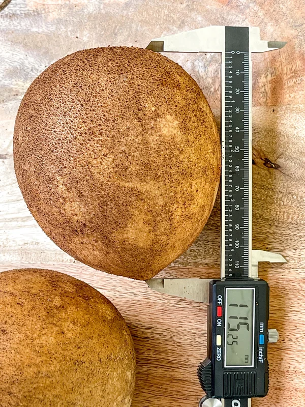 Sapodilla 'Excalibur' Tropical Fruit Tree Live Plant, 6-8" Tall Seedling, 2.5" Pot - Image 3