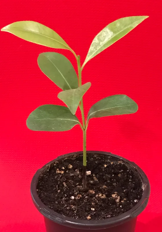 Sapodilla 'Excalibur' Tropical Fruit Tree Live Plant, 6-8" Tall Seedling, 2.5" Pot - Image 4