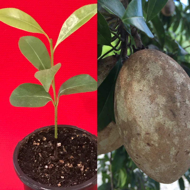 Sapodilla 'Excalibur' Tropical Fruit Tree Live Plant, 6-8" Tall Seedling, 2.5" Pot - Image 1