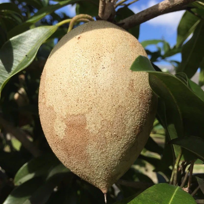 Sapodilla 'Excalibur' Tropical Fruit Tree Live Plant, 6-8" Tall Seedling, 2.5" Pot - Image 5
