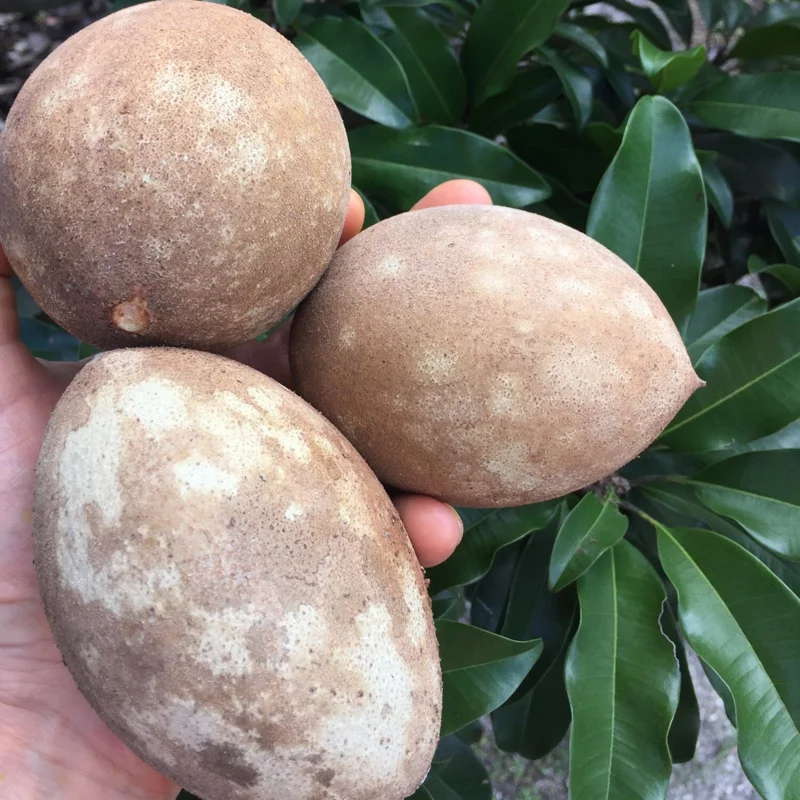 Sapodilla 'Excalibur' Tropical Fruit Tree Live Plant, 6-8" Tall Seedling, 2.5" Pot - Image 7