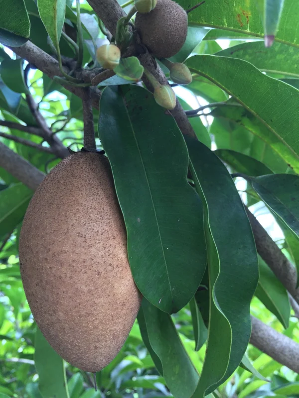 Sapodilla Makok Tropical Tree Live Plant – Chiku Seedling – 6-8" Tall – 4.5" Pot – Outdoor Fruit Tree - Image 2