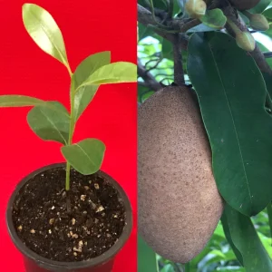 Sapodilla Makok Tropical Tree Live Plant – Chiku Seedling – 6-8