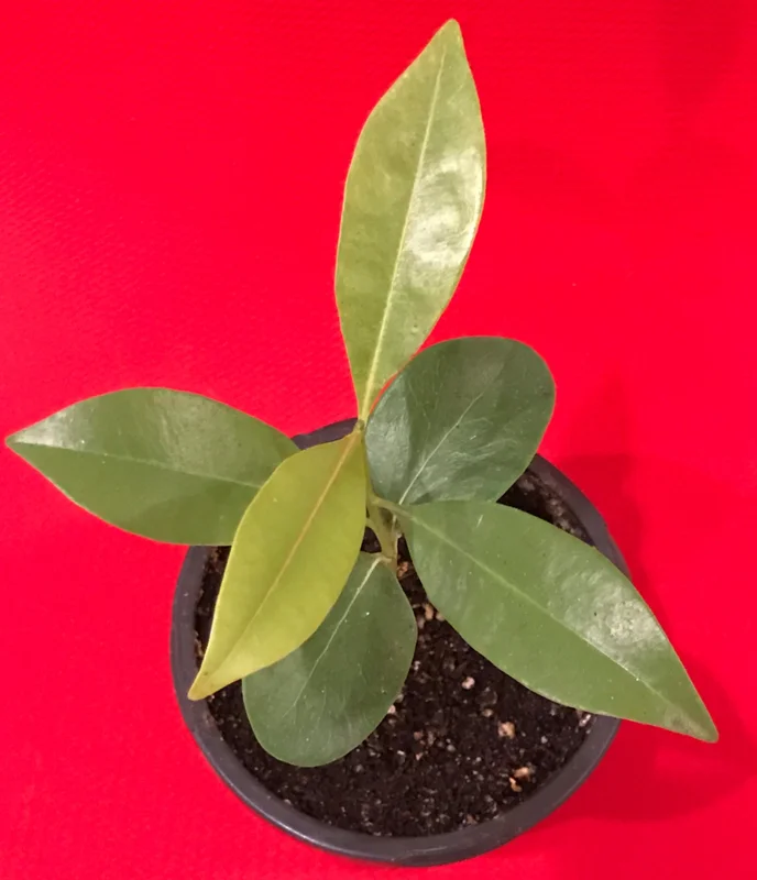 Sapodilla Makok Tropical Tree Live Plant – Chiku Seedling – 6-8" Tall – 4.5" Pot – Outdoor Fruit Tree - Image 3