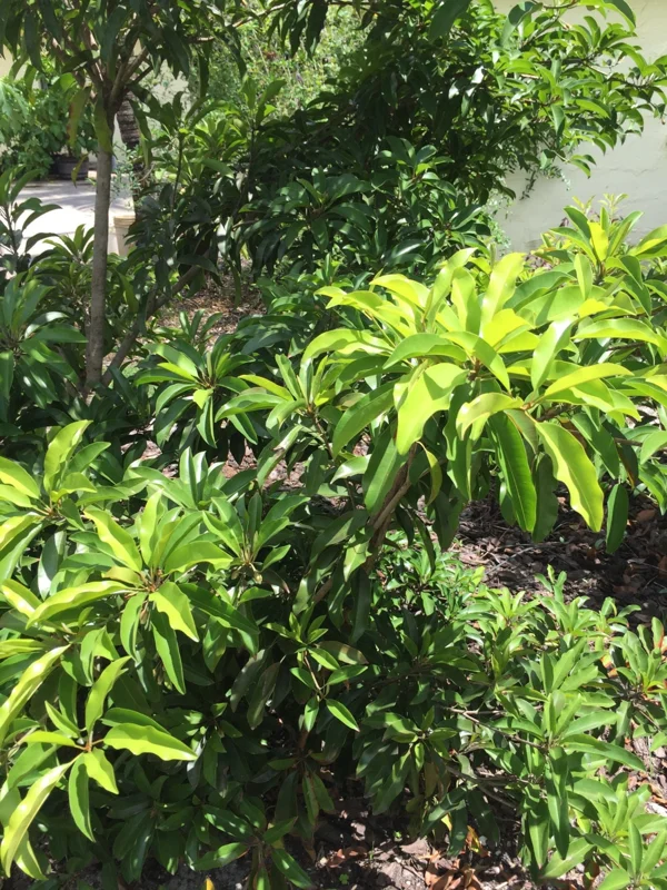 Sapodilla Makok Tropical Tree Live Plant – Chiku Seedling – 6-8" Tall – 4.5" Pot – Outdoor Fruit Tree - Image 4