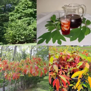 Sassafras Tree Live Plant - 1 Year Old Quart Pot - Well-Rooted, Winter Hardy, Outdoor - Image 3