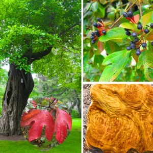 Sassafras Tree Live Plant - 1 Year Old Quart Pot - Well-Rooted, Winter Hardy, Outdoor - Image 5