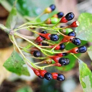 Sassafras Tree Live Plant - 1 Year Old Quart Pot - Well-Rooted, Winter Hardy, Outdoor - Image 6