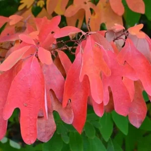 Sassafras Tree Live Plant – 1 Year Old Seedling, Quart Pot, Well-Rooted, Zones 4-9 - Image 4