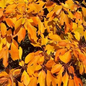 Sassafras Tree Live Plant – 1-Year-Old Seedling, Quart Pot, Winter Hardy - Image 6