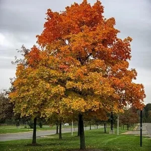 Sassafras Tree Live Plant – 6-12 Inch Tall, Quart Pot, Hardy Shade Tree - Image 6