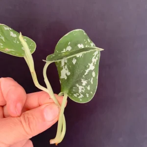 Satin Pothos Live Cuttings – Scindapsus Pictus Silver Vine – Trailing Houseplant - Image 2