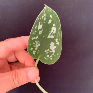 Satin Pothos Live Cuttings – Scindapsus Pictus Silver Vine – Trailing Houseplant - Image 3