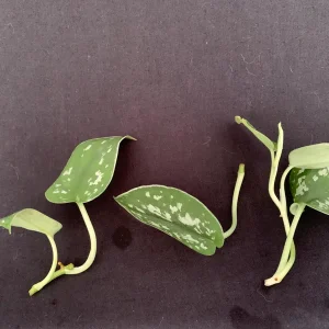 Satin Pothos Live Cuttings – Scindapsus Pictus Silver Vine – Trailing Houseplant - Image 4