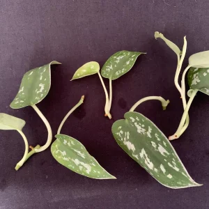 Satin Pothos Live Cuttings – Scindapsus Pictus Silver Vine – Trailing Houseplant - Image 5