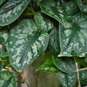 Satin Pothos Live Cuttings – Scindapsus Pictus Silver Vine – Trailing Houseplant - Image 6