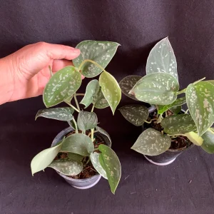 Satin Pothos Live Cuttings – Scindapsus Pictus Silver Vine – Trailing Houseplant - Image 7