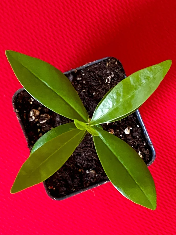 Savanna Cherry Eugenia Calycina Live Tree Plant - Dark Red Fruit - 2-5'' Tall Starter - Image 10