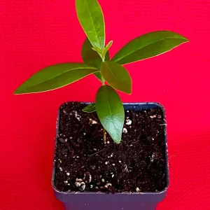 Savanna Cherry Eugenia Calycina Live Tree Plant - Dark Red Fruit - 2-5'' Tall Starter - Image 2