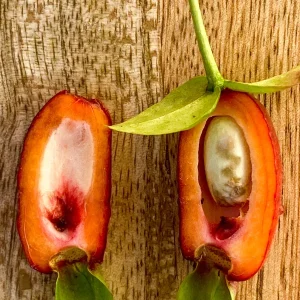 Savanna Cherry Eugenia Calycina Live Tree Plant - Dark Red Fruit - 2-5'' Tall Starter - Image 3