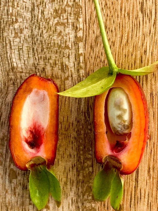 Savanna Cherry Eugenia Calycina Live Tree Plant - Dark Red Fruit - 2-5'' Tall Starter - Image 3