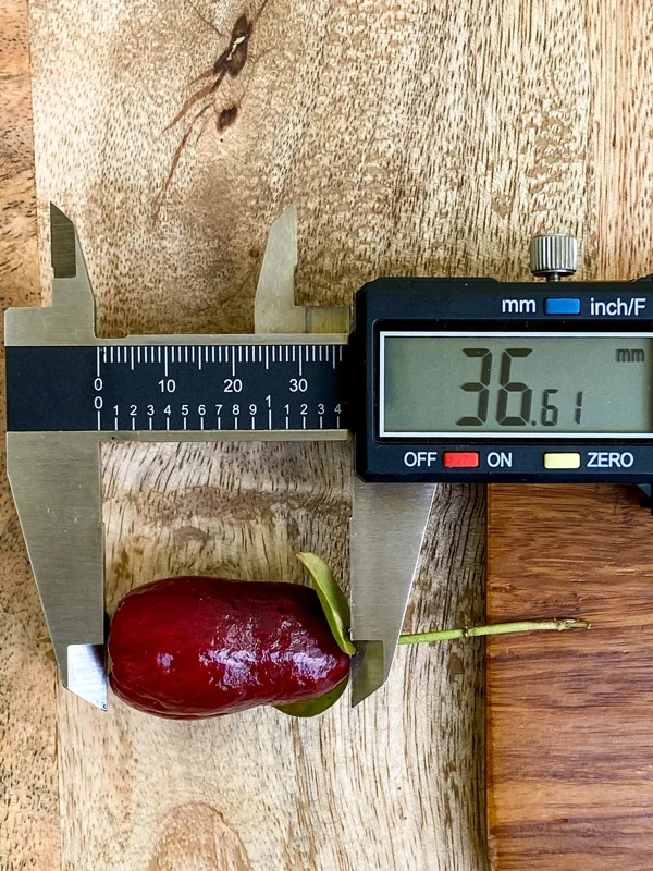 Savanna Cherry Eugenia Calycina Live Tree Plant - Dark Red Fruit - 2-5'' Tall Starter - Image 4