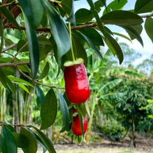 Savanna Cherry Eugenia Calycina Live Tree Plant - Dark Red Fruit - 2-5'' Tall Starter - Image 5