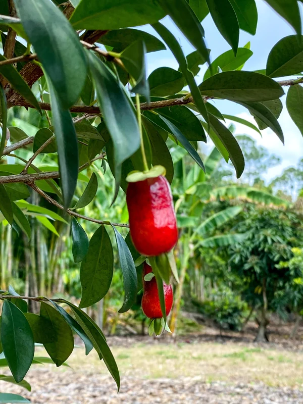Savanna Cherry Eugenia Calycina Live Tree Plant - Dark Red Fruit - 2-5'' Tall Starter - Image 5