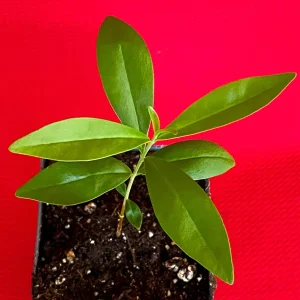 Savanna Cherry Eugenia Calycina Live Tree Plant - Dark Red Fruit - 2-5'' Tall Starter - Image 6
