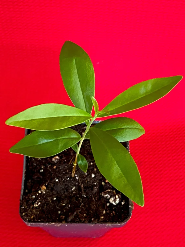 Savanna Cherry Eugenia Calycina Live Tree Plant - Dark Red Fruit - 2-5'' Tall Starter - Image 6