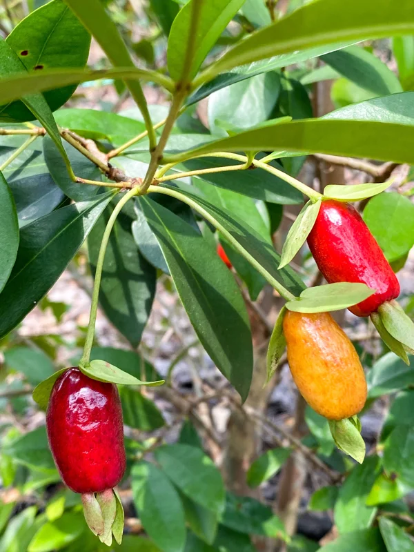 Savanna Cherry Eugenia Calycina Live Tree Plant - Dark Red Fruit - 2-5'' Tall Starter - Image 7
