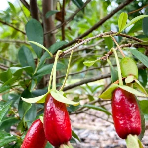 Savanna Cherry Eugenia Calycina Live Tree Plant - Dark Red Fruit - 2-5'' Tall Starter - Image 8