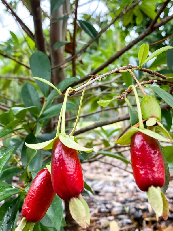 Savanna Cherry Eugenia Calycina Live Tree Plant - Dark Red Fruit - 2-5'' Tall Starter - Image 8