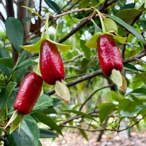 Savanna Cherry Eugenia Calycina Live Tree Plant - Dark Red Fruit - 2-5'' Tall Starter - Image 9