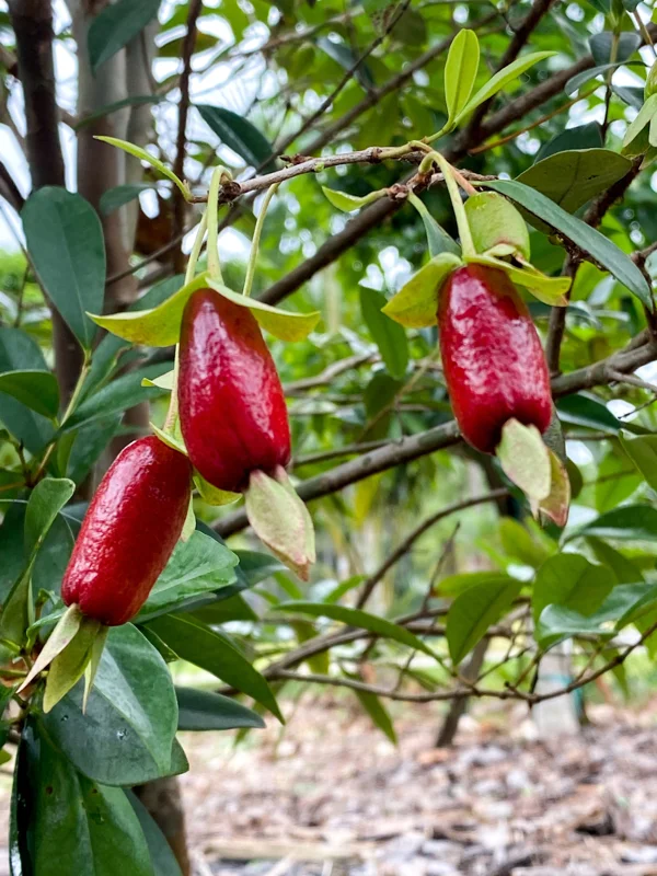 Savanna Cherry Eugenia Calycina Live Tree Plant - Dark Red Fruit - 2-5'' Tall Starter - Image 9