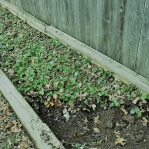 Seascape Everbearing Strawberry Plants - Live Bare Root Seedlings for Garden - Image 2