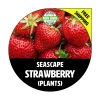 Seascape Everbearing Strawberry Plants - Live Bare Root Seedlings for Garden - Image 1