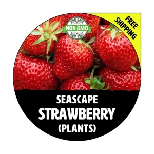 Seascape Everbearing Strawberry Plants - Live Bare Root Seedlings for Garden - Image 1