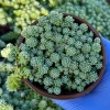 Sedum Dasyphyllum Major 4" Rooted Succulent Live Plant - Corsican Stonecrop - Image 1