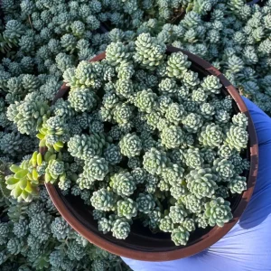 Sedum Dasyphyllum Major 4