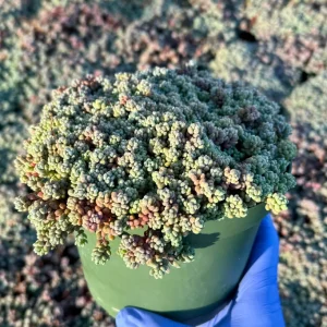 Sedum Dasyphyllum Minor Live Plant – Colorful Corsican Stonecrop Succulent - Image 2