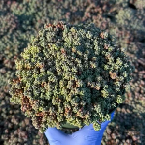 Sedum Dasyphyllum Minor Live Plant – Colorful Corsican Stonecrop Succulent - Image 3