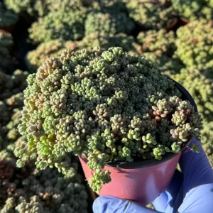 Sedum Dasyphyllum Minor Live Plant – Colorful Corsican Stonecrop Succulent - Image 4