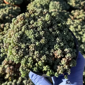 Sedum Dasyphyllum Minor Live Plant – Colorful Corsican Stonecrop Succulent - Image 5