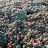 Sedum Dasyphyllum Minor Live Plant – Colorful Corsican Stonecrop Succulent - Image 1